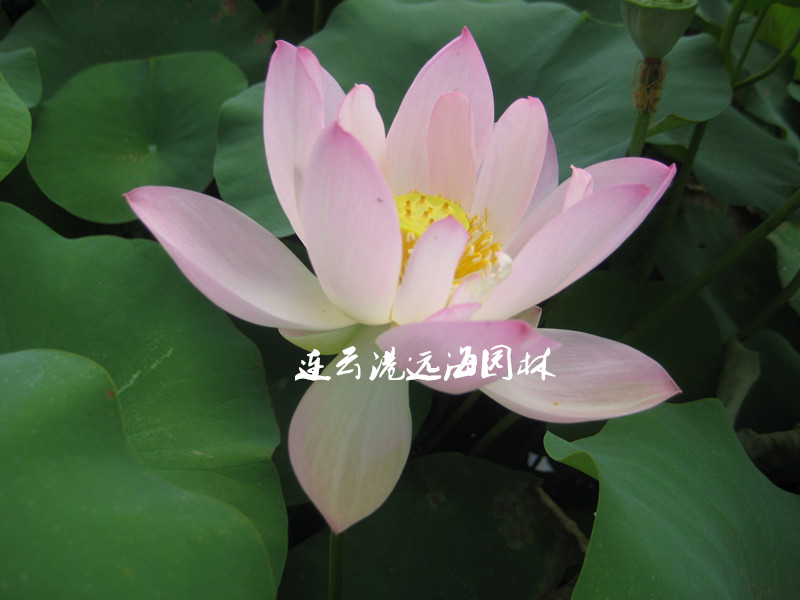 唐婉