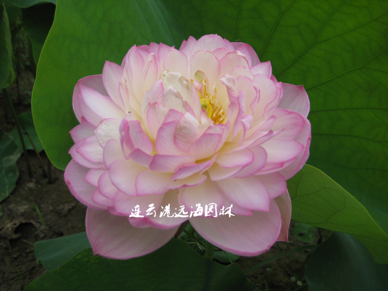 沂蒙粉
