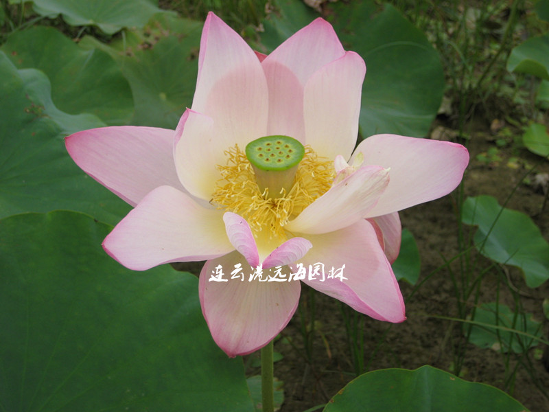 艷陽(yáng)天