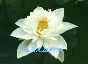 白芍藥蓮