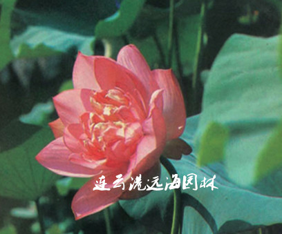 紅萬萬