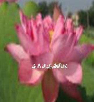 風卷紅旗