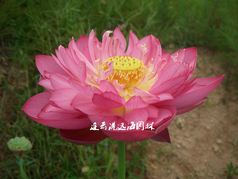 沂蒙頌