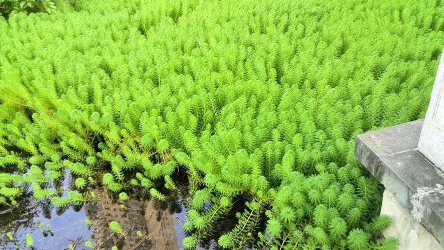 狐尾藻