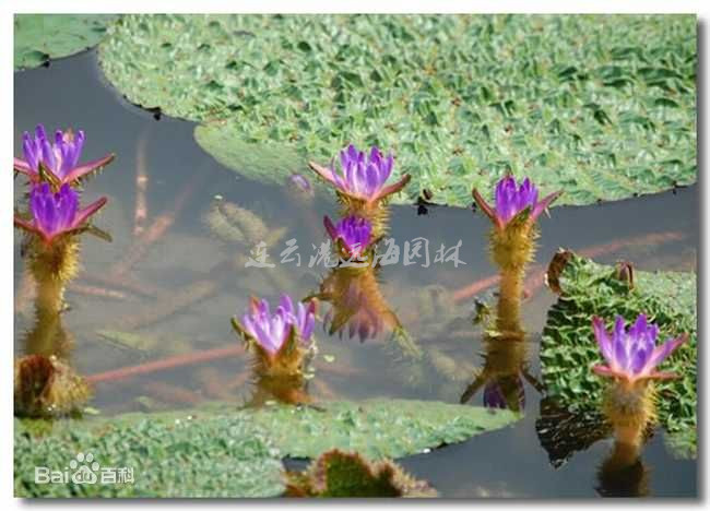 芡實