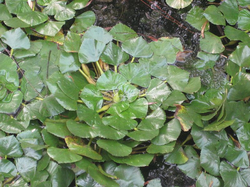 菱角