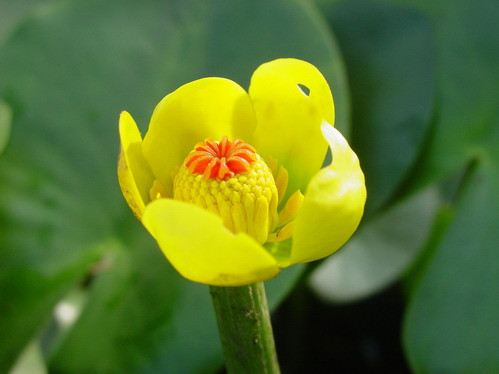 萍蓬草